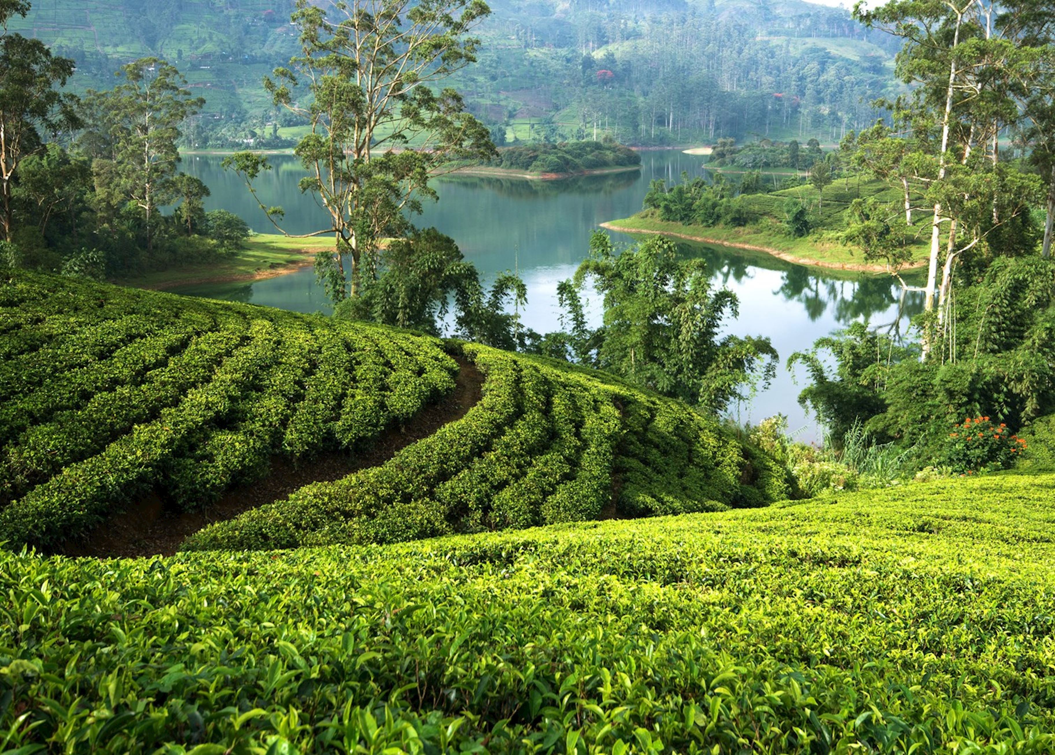 Tea Country